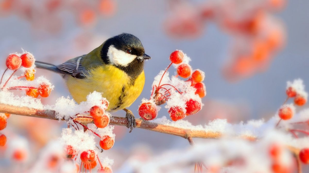 Синичка на ветке зимой