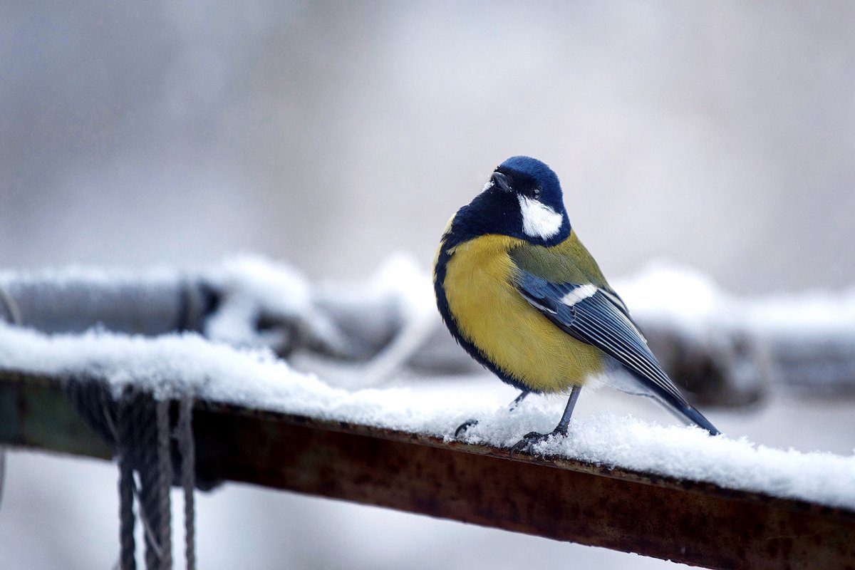 Модель синички