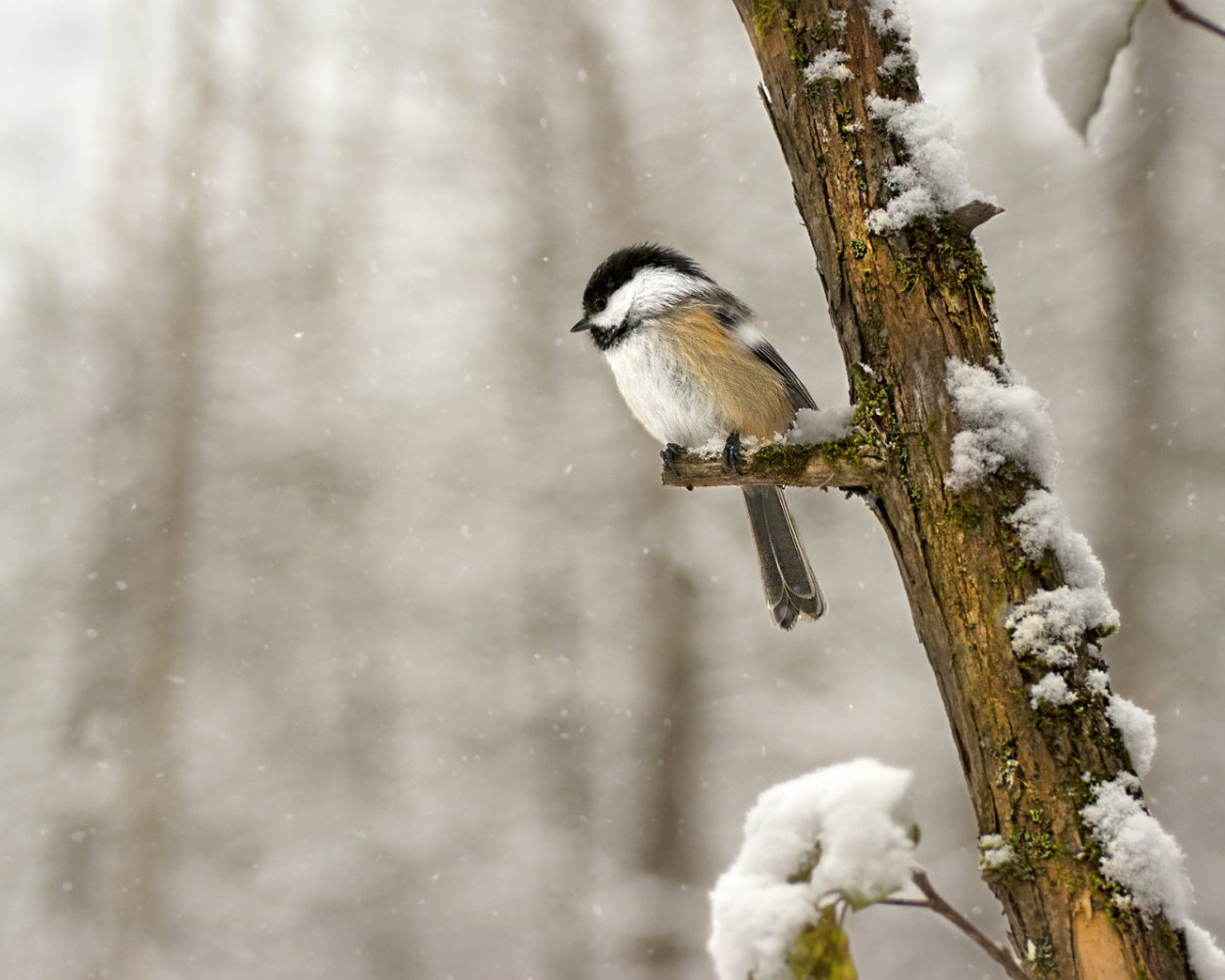 Синички в зимнем лесу