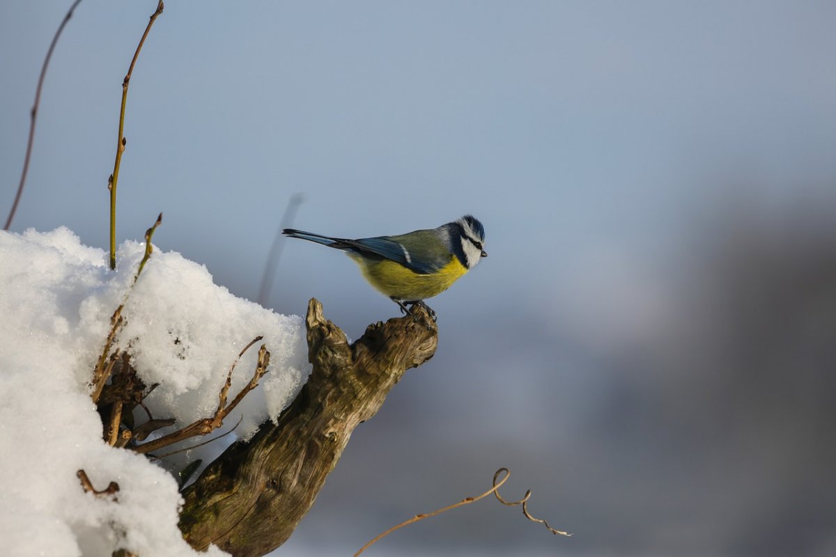 Фото Зиновия синичника