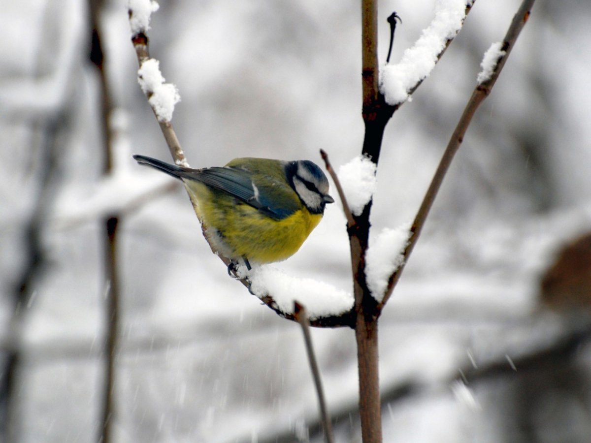 Синичка в зимних сумерках