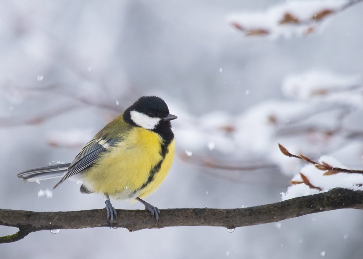 Синица зима