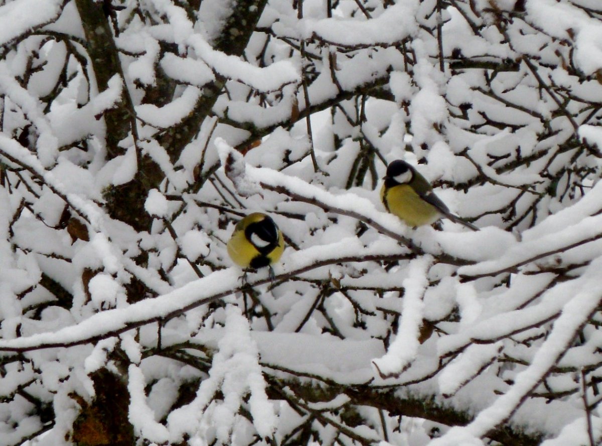 Синицы на зимнем дереве