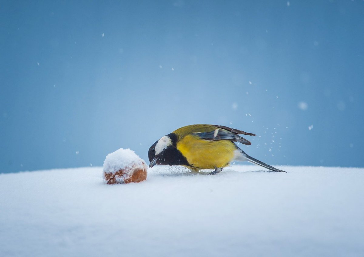 Синица зимой на снегу