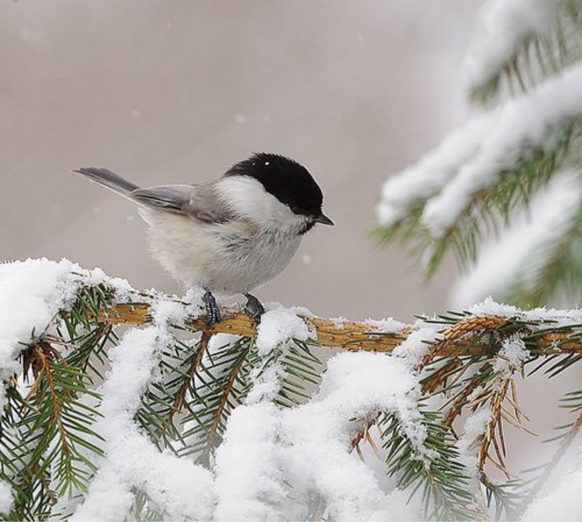 Синица на снегу