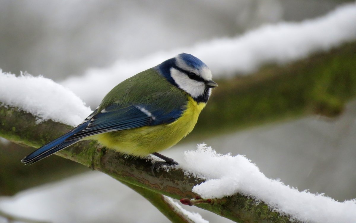 Картинки на рабочий стол птицы зимой