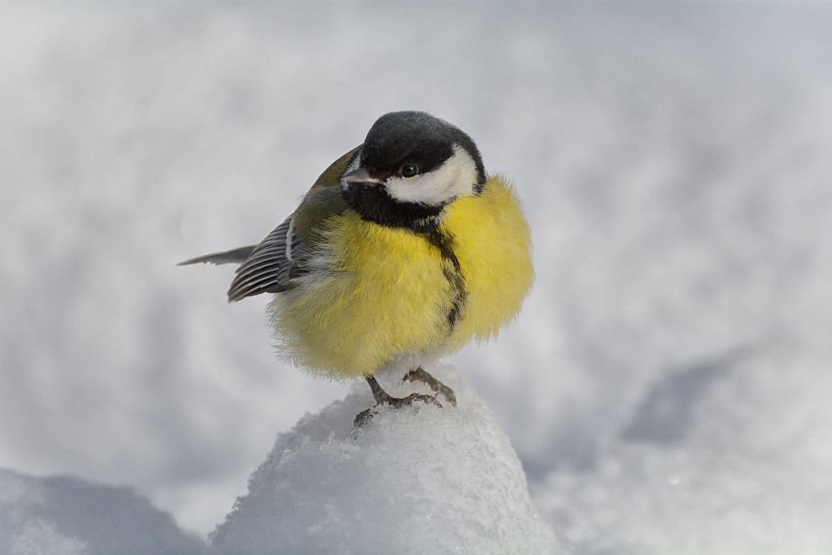 Синичка близко