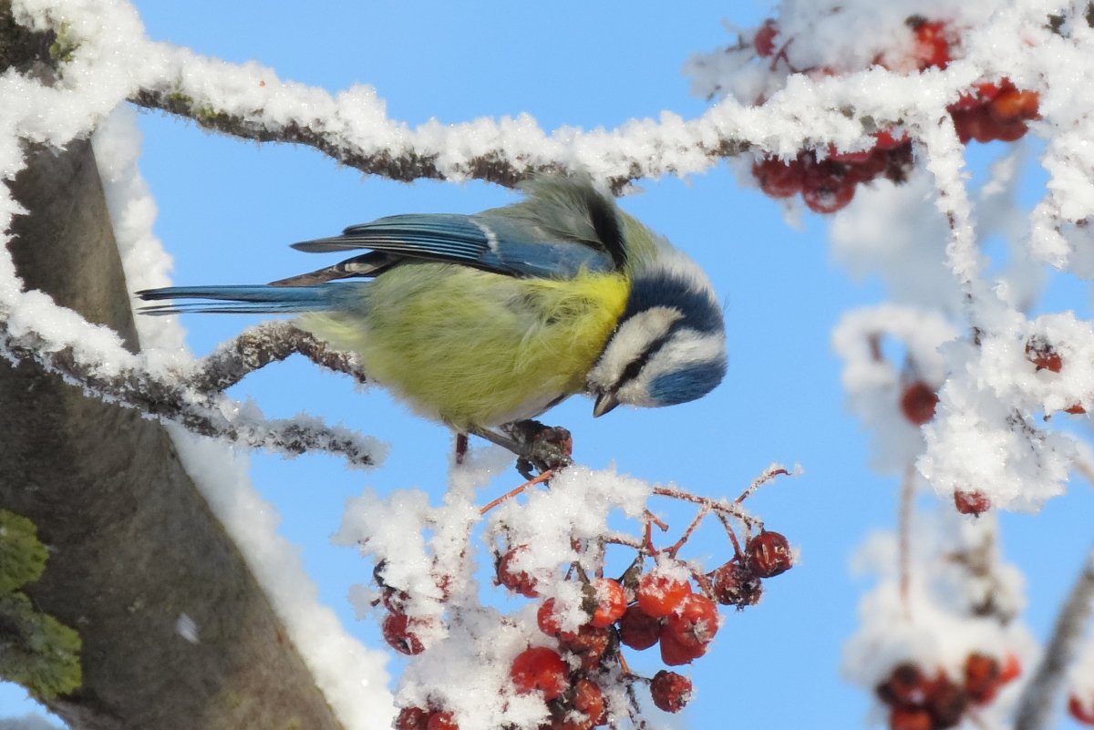Зимние птица Рязани