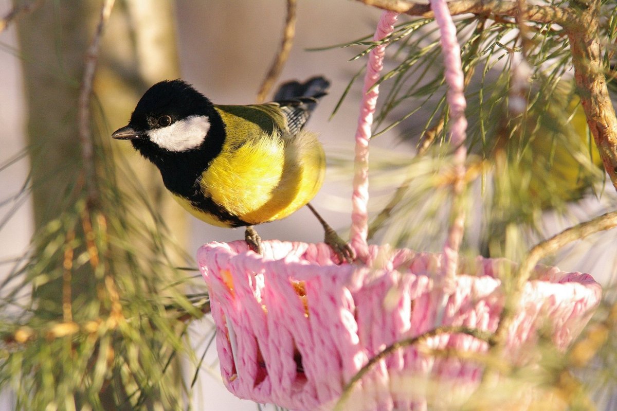 Разноцветная синица