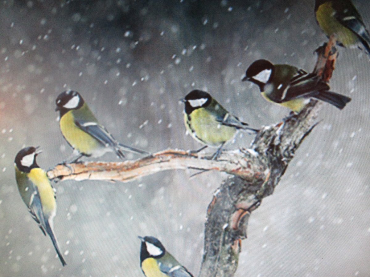 Зимние птицы Урала синица