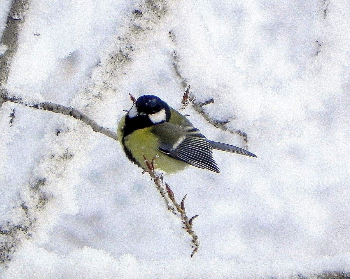 Синица зима