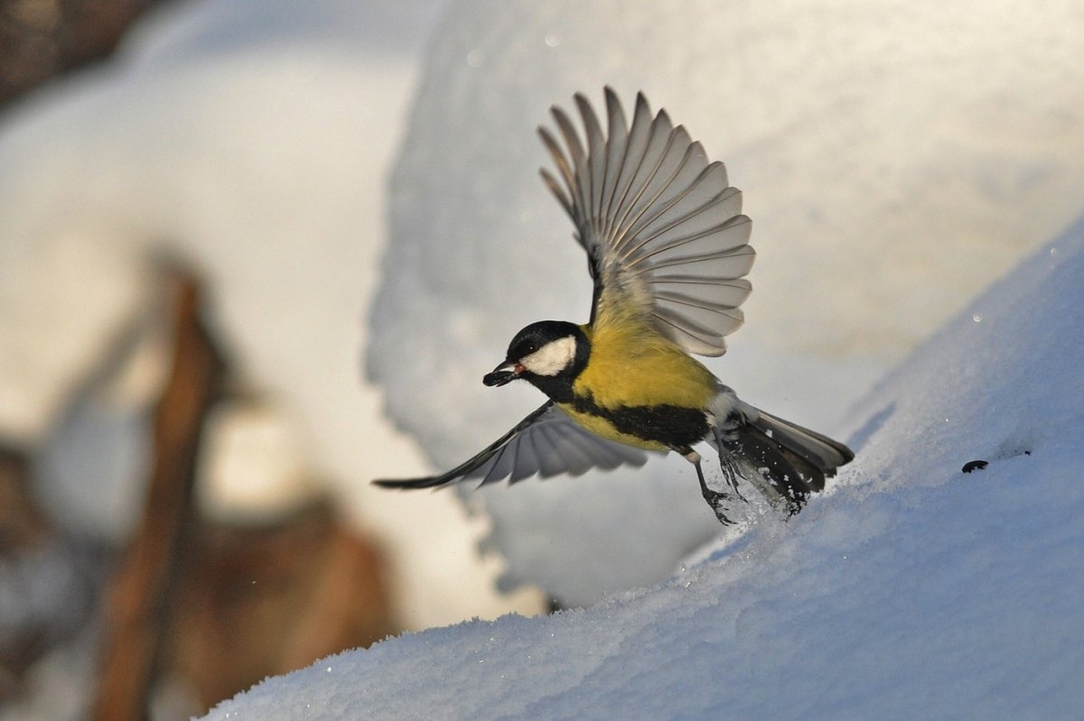 Зимующие синицы