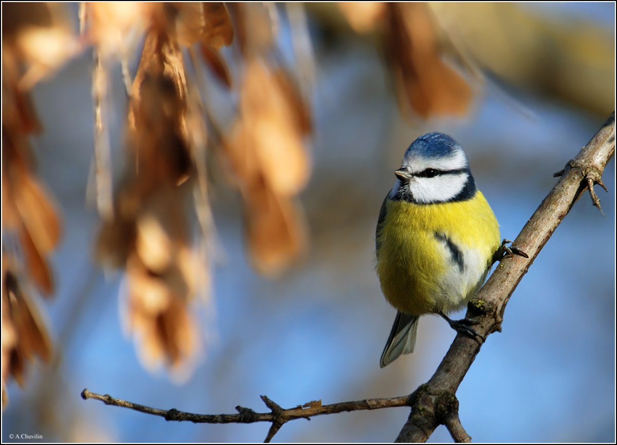 Синица на ветке в снегу