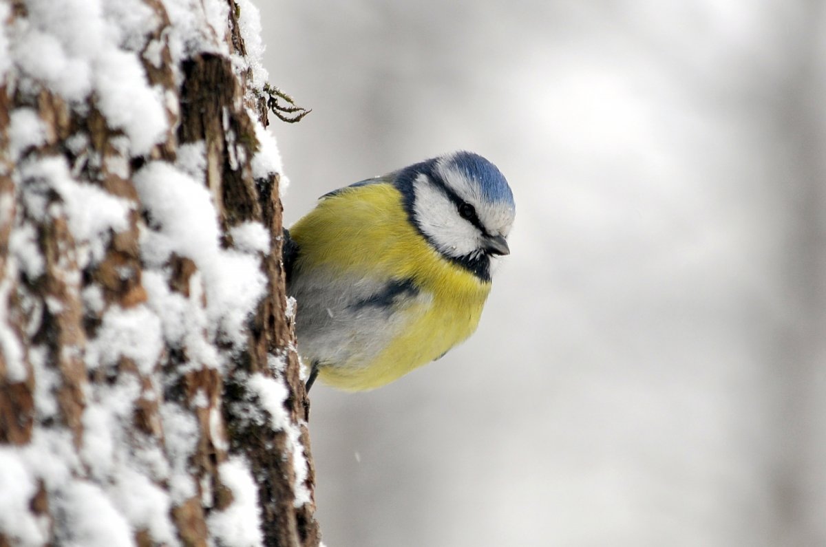 Зимующие синицы