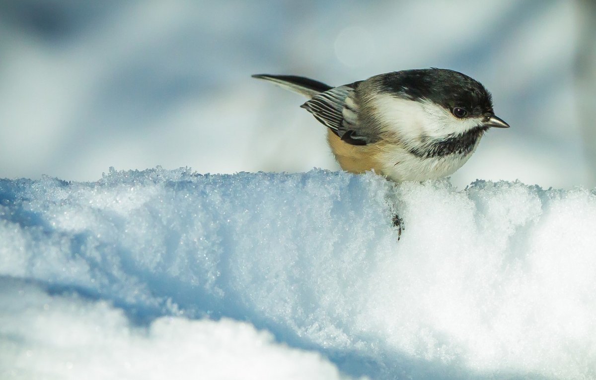 Обои синички зимой