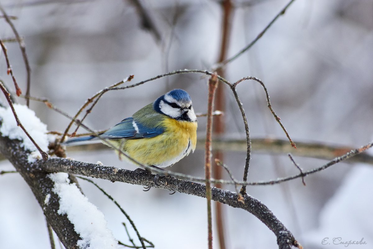 Макро зима птицы