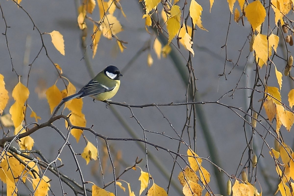 Зимующие птицы синица