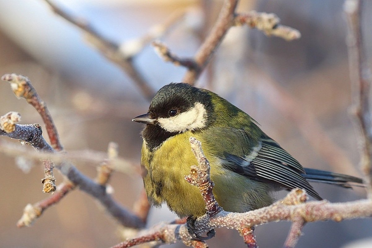 Синица атакует
