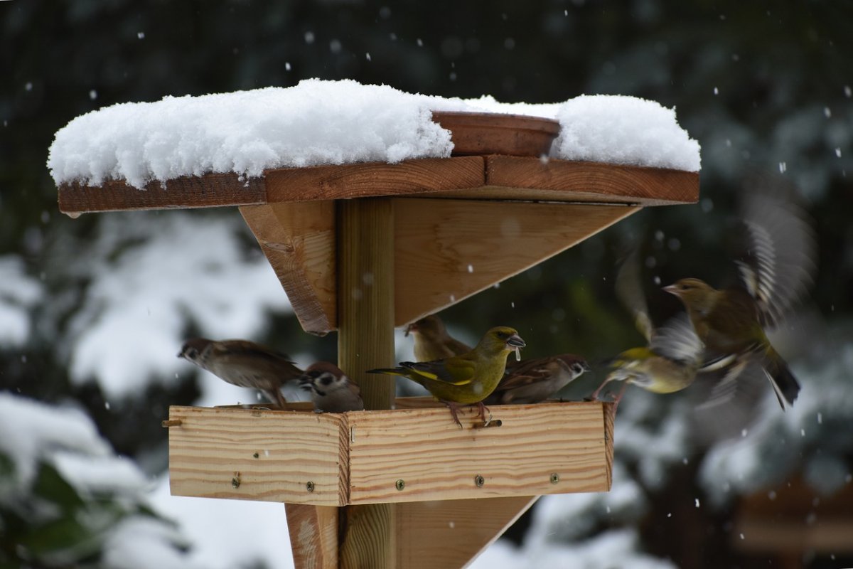 Птицы в кормушке Екатеринбург