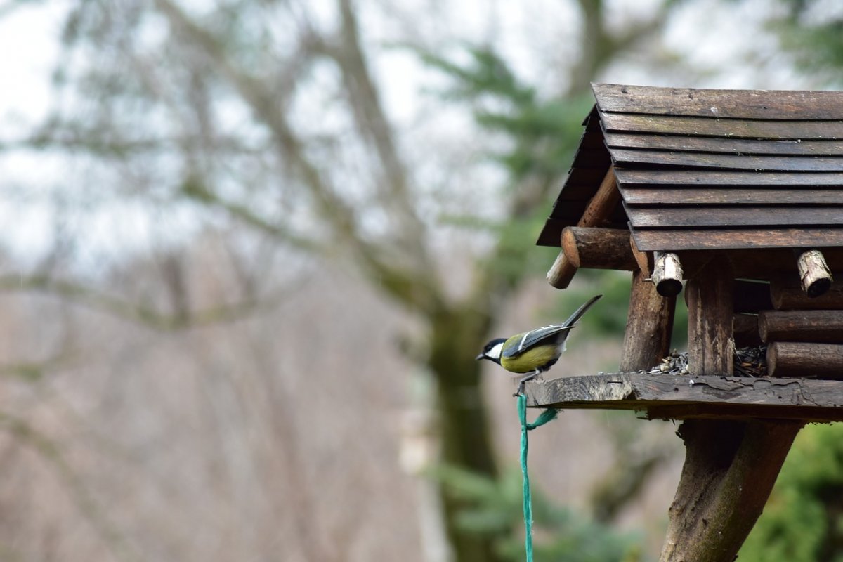 Кормушка для птиц и белок