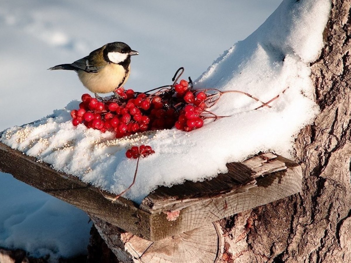 Воробей в кормушке