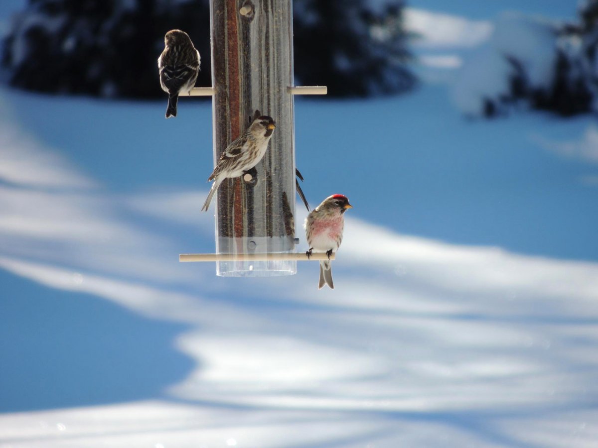 Кормушка зимой