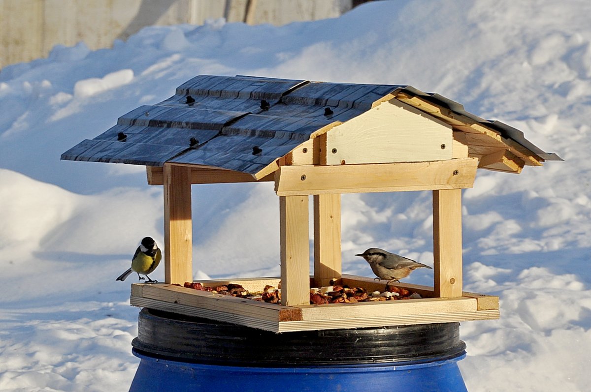Кормушки и птицы снегу
