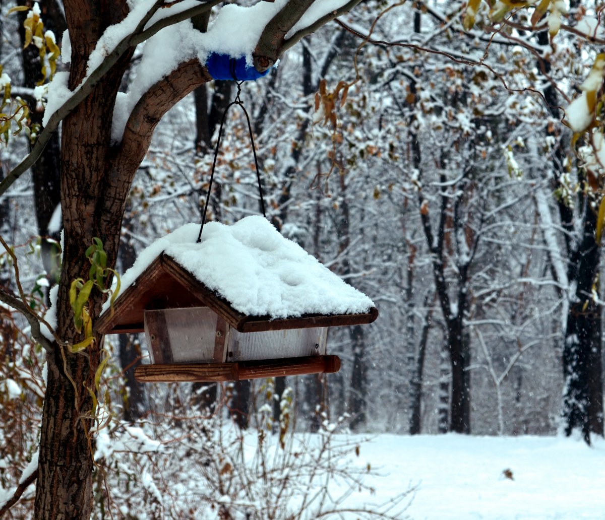Деревенские зимние птицы