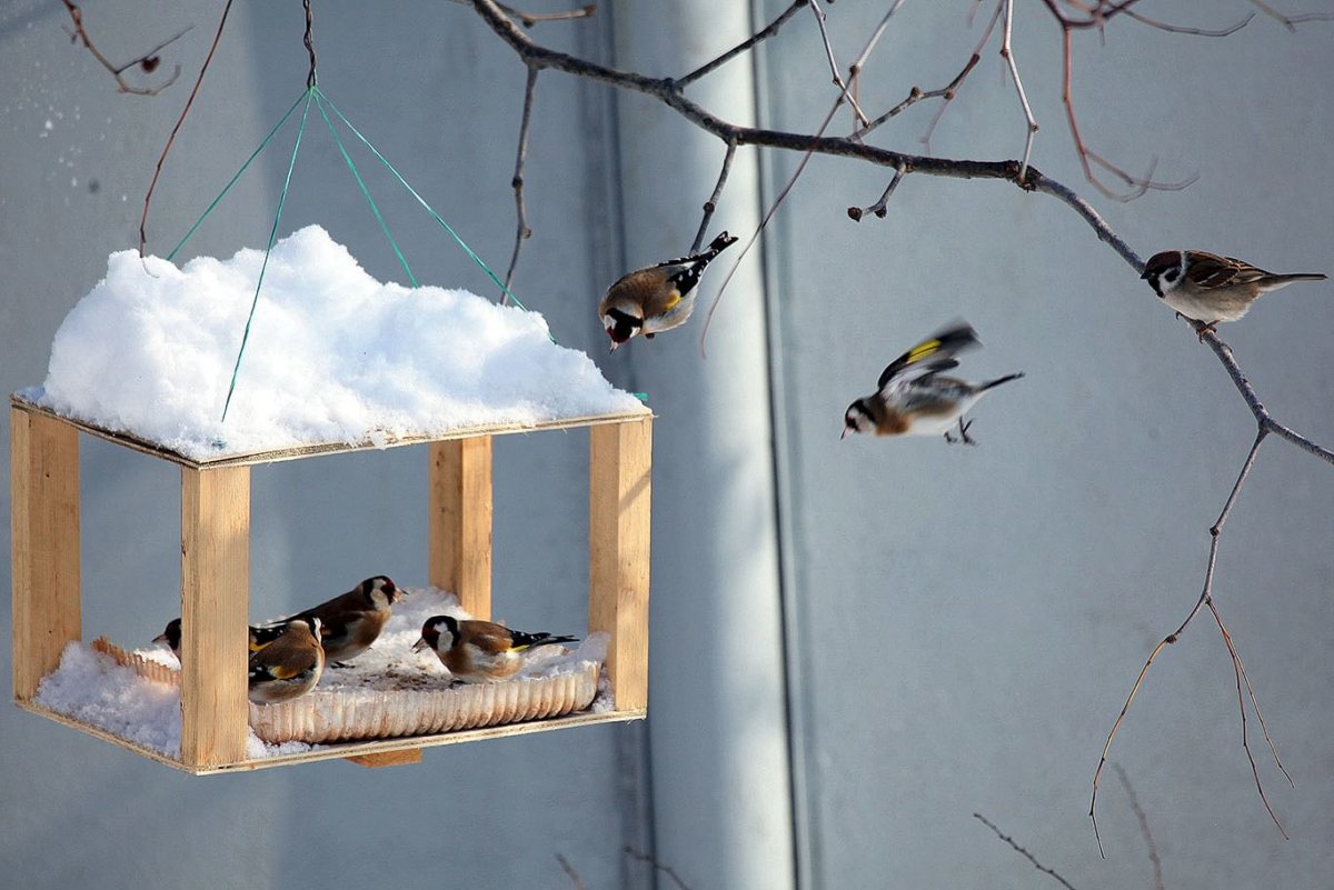 Яркая кормушка для птиц