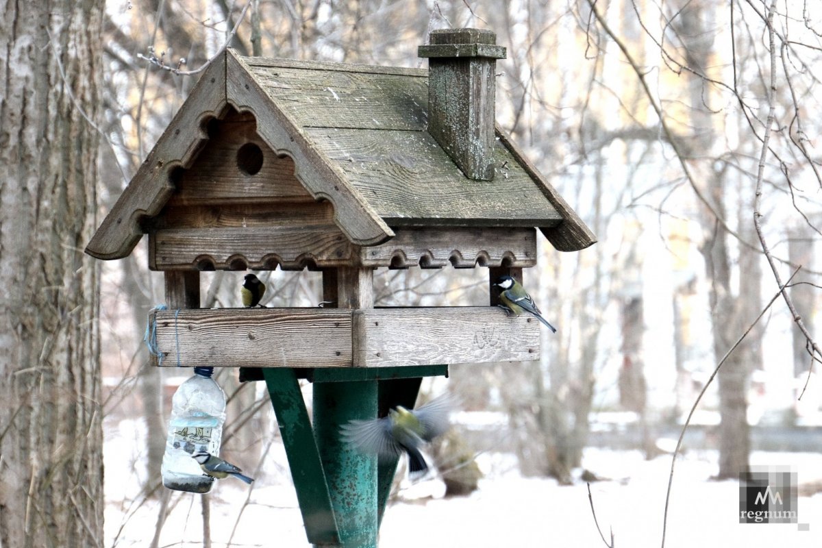 Кормушка в лесу