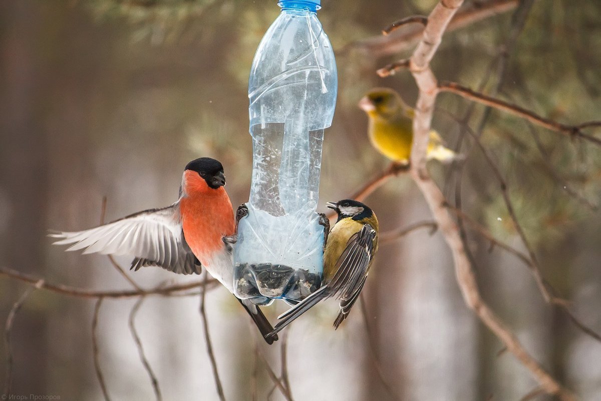 Зимний домик для птиц