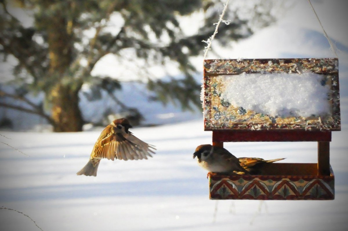 Кормушка в зимнем лесу