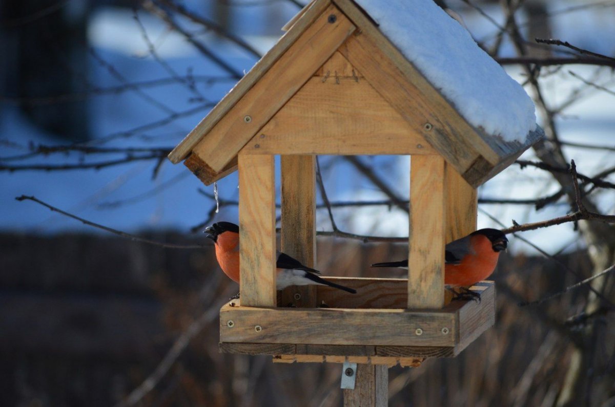 Желтогрудый Снегирь