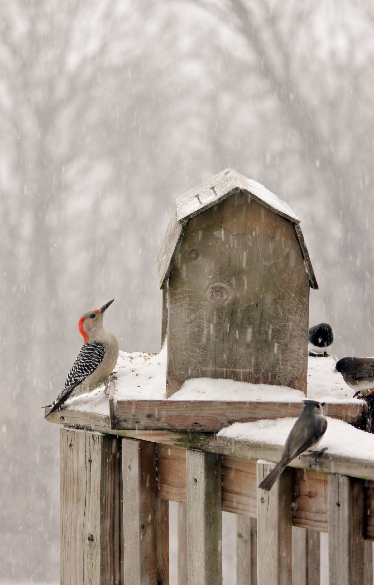 Воробей в кормушке