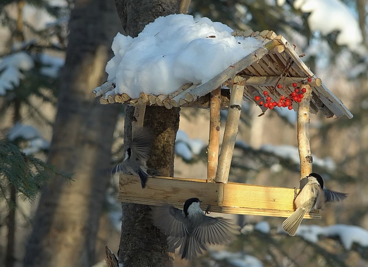 Итоги конкурса кормушек для птиц