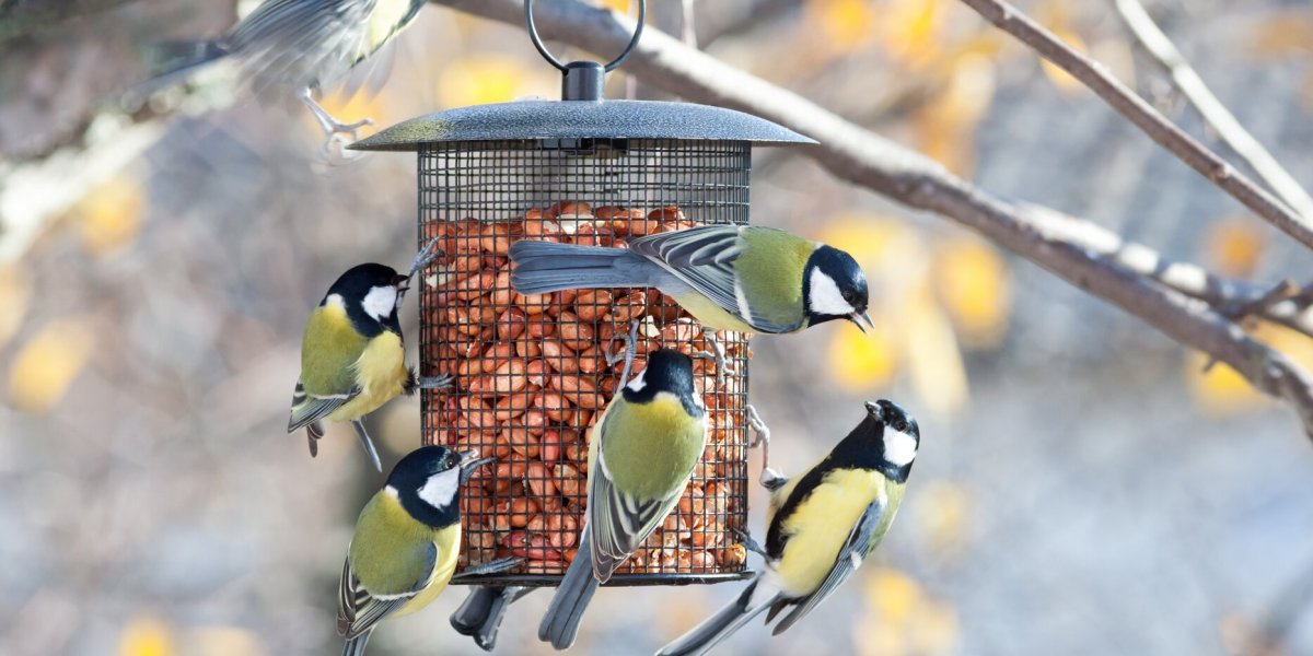 Кормушка для птиц