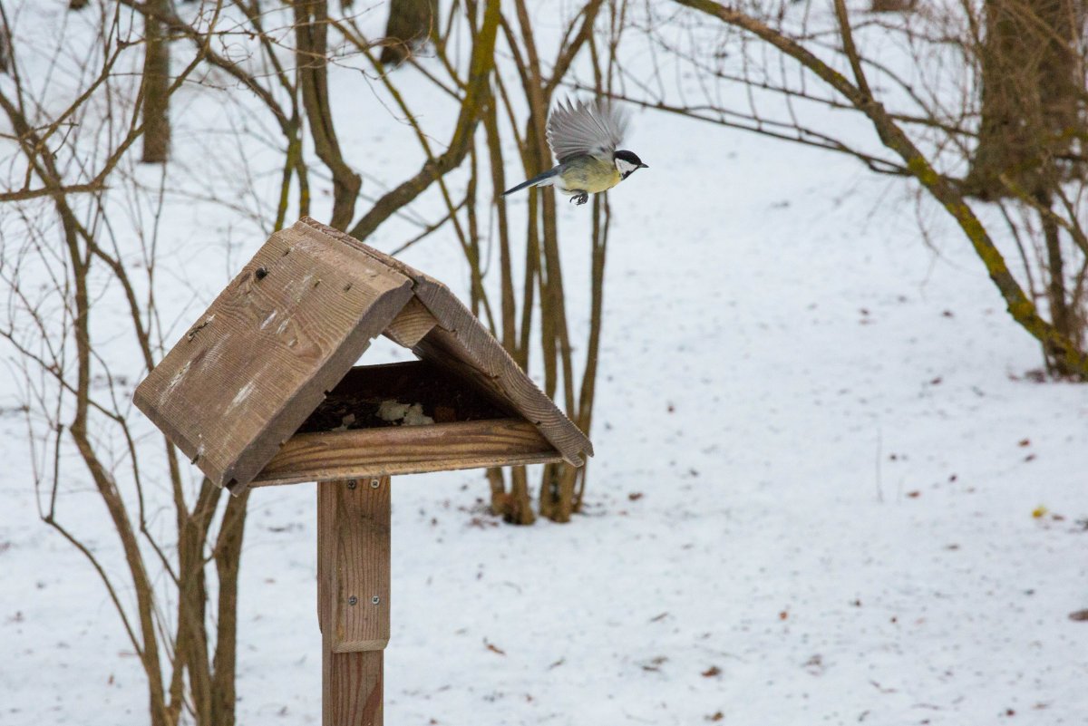Птички в кормушке зимой