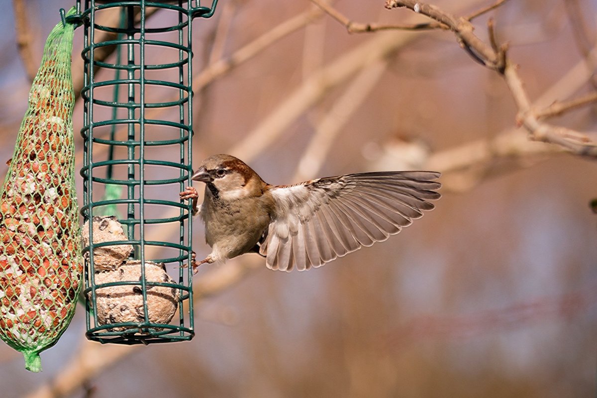 Кормушки для птиц зимой
