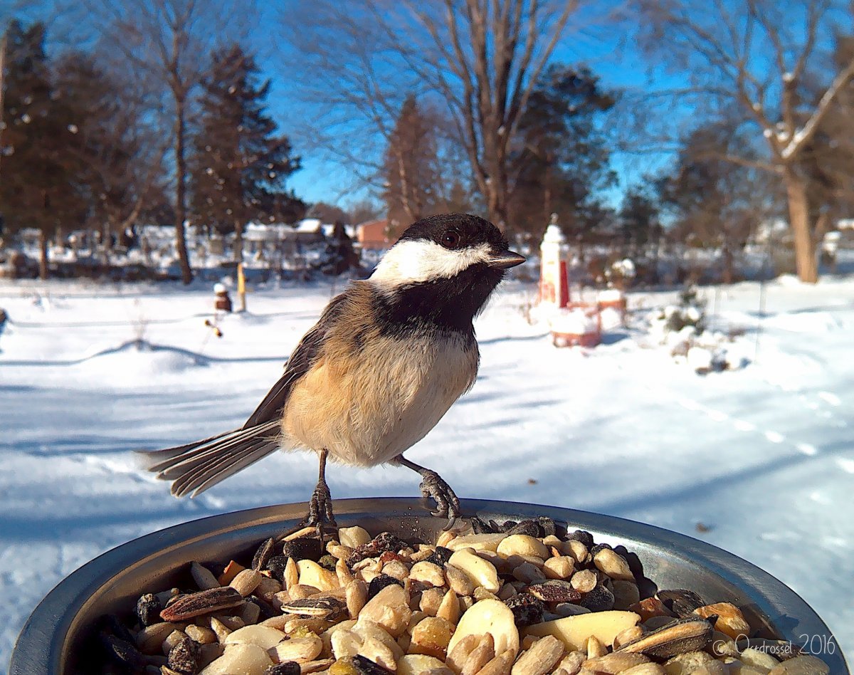 Кормушка для птиц из пластика