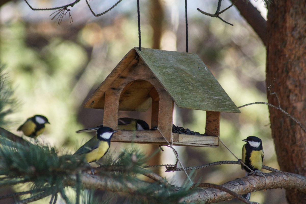 Кормушки и птицы снегу