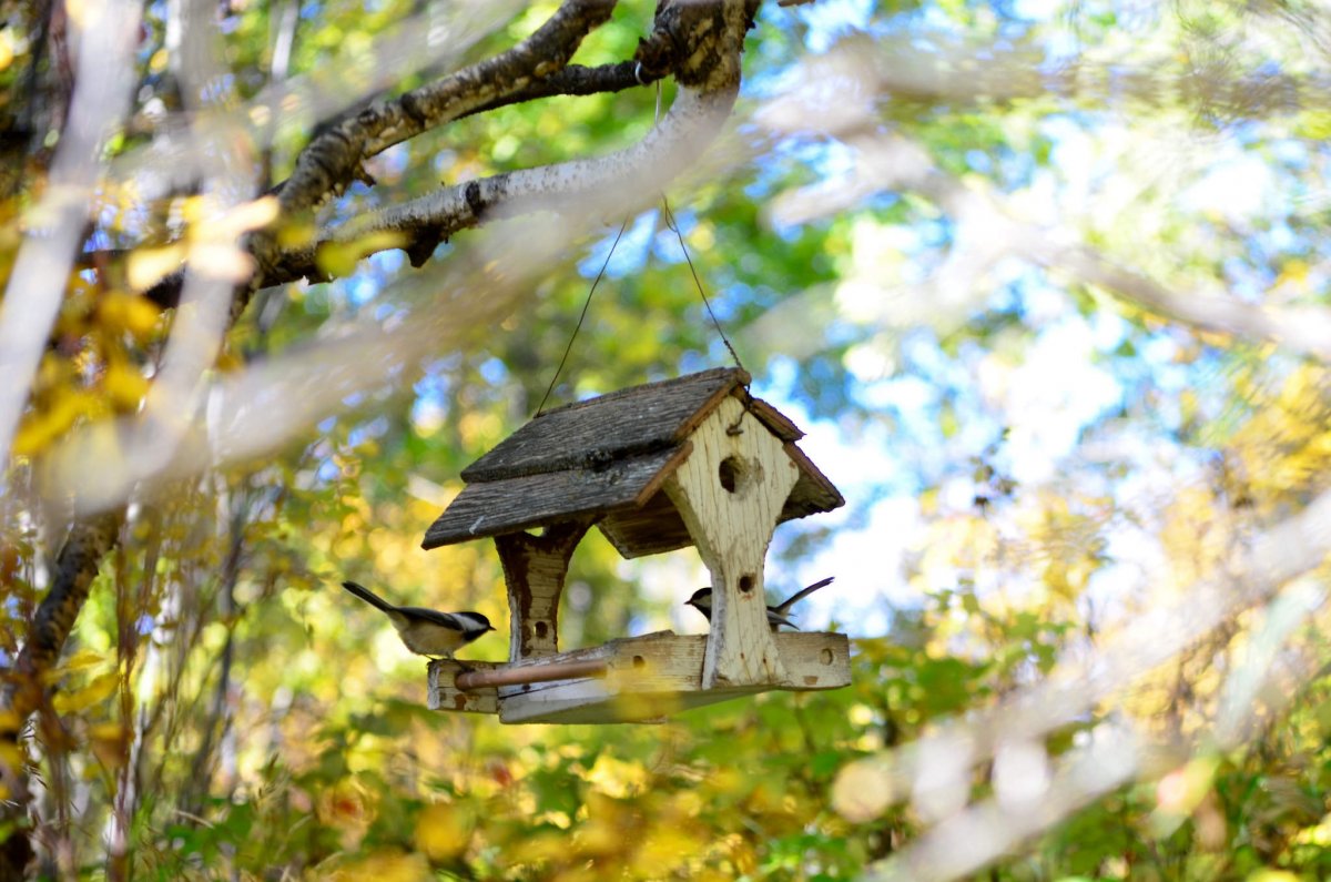 Зимняя кормушка для птиц