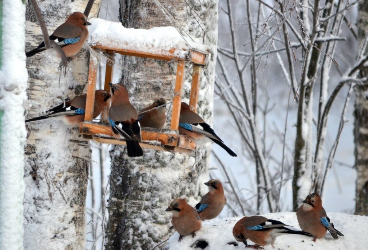 Кормушка для птиц