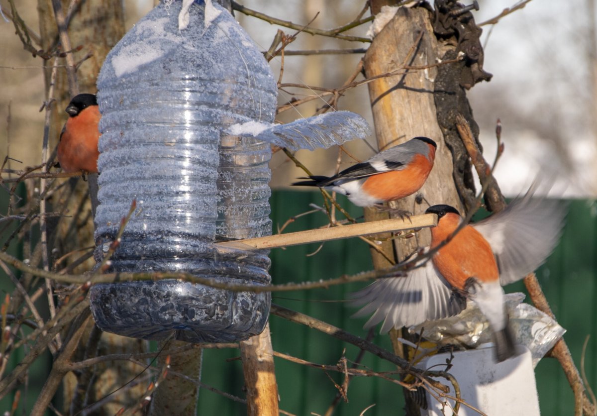 Кормушка зимняя