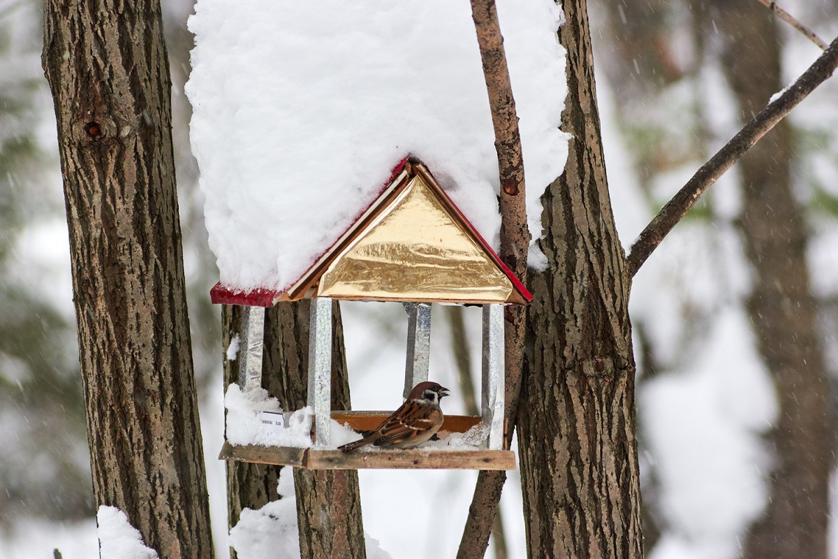 Снегирь около кормушки
