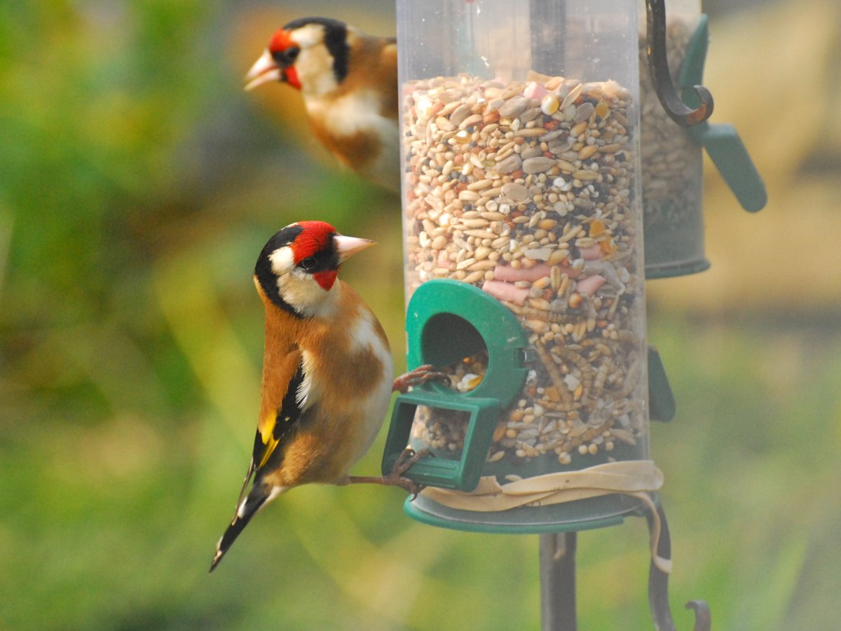 Убежища для птиц зимой