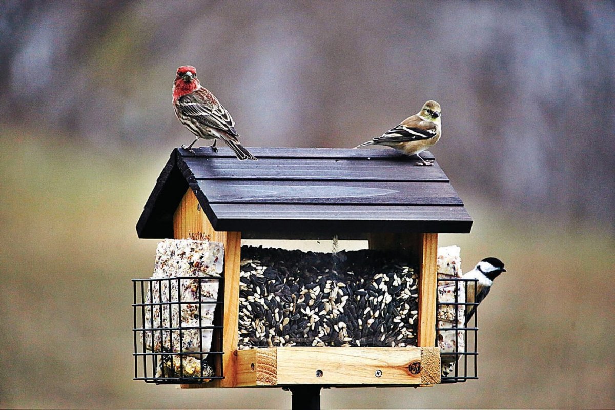 Кормление птиц зимой