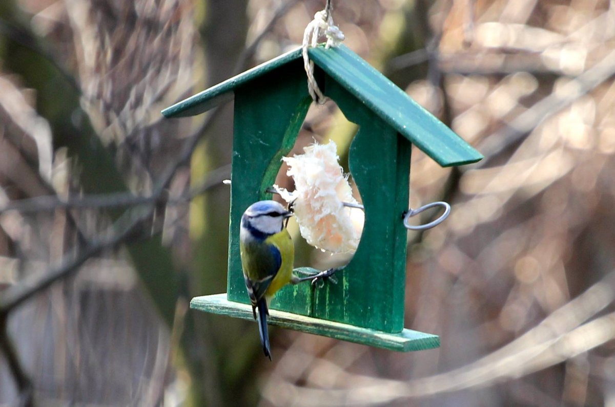 Домик для синичек