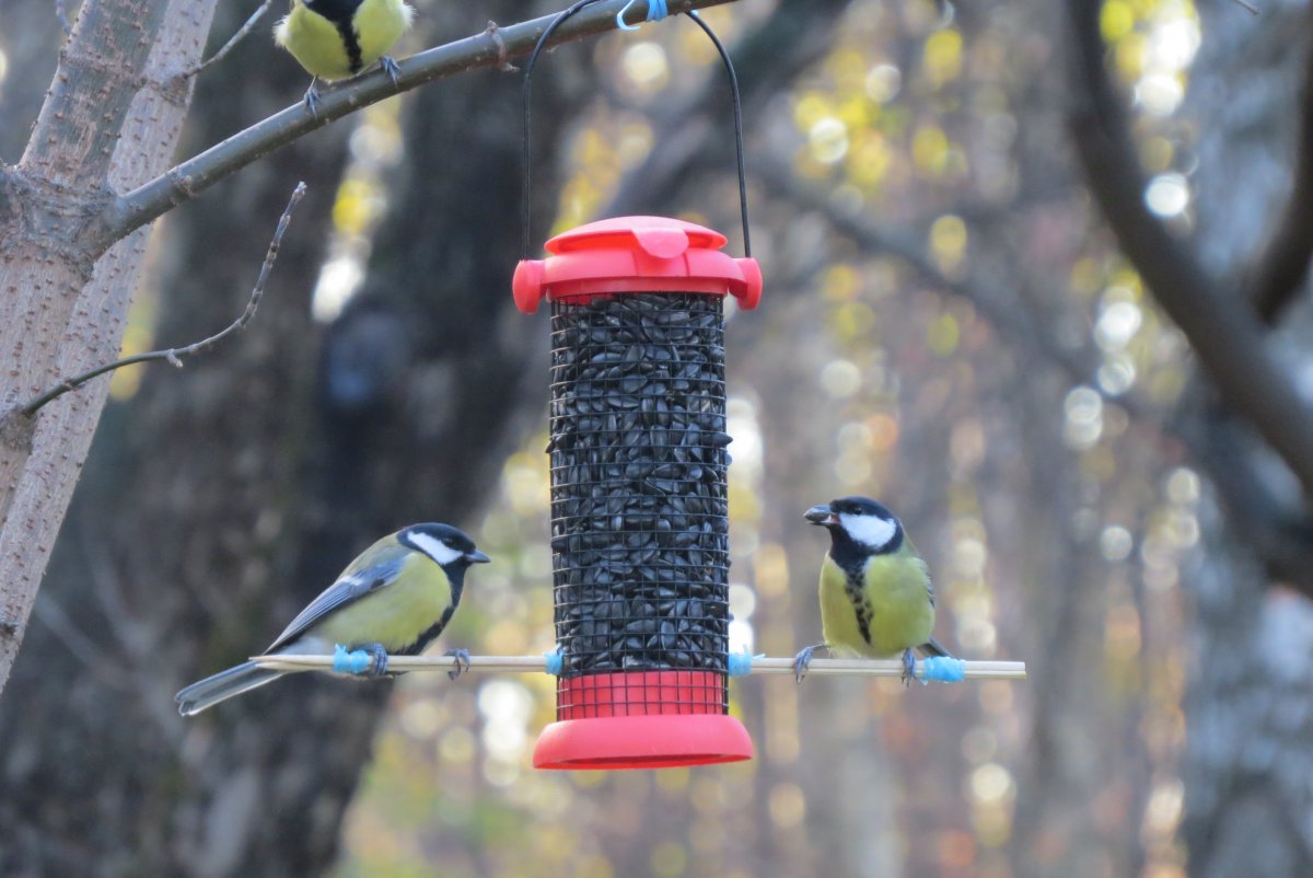 Кормушка на дереве