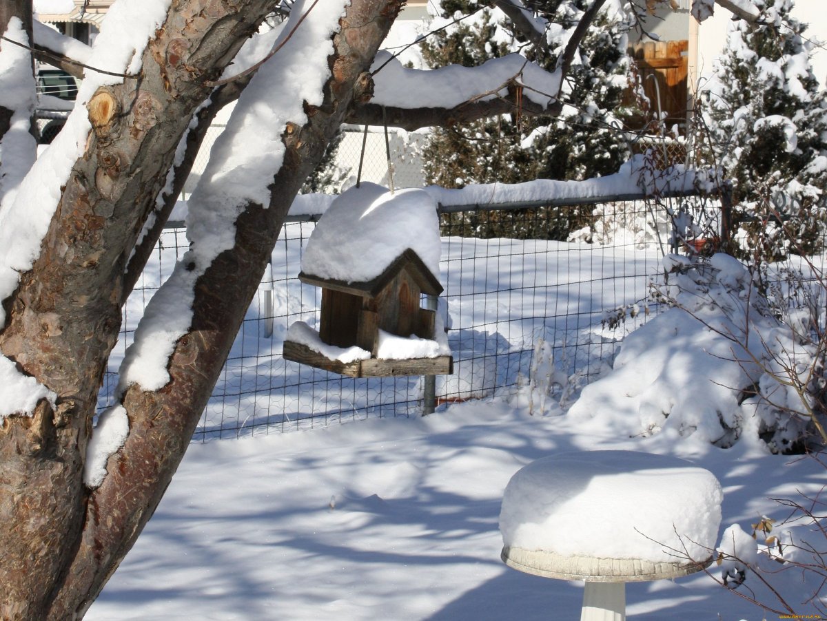 Стайка зимующих птиц