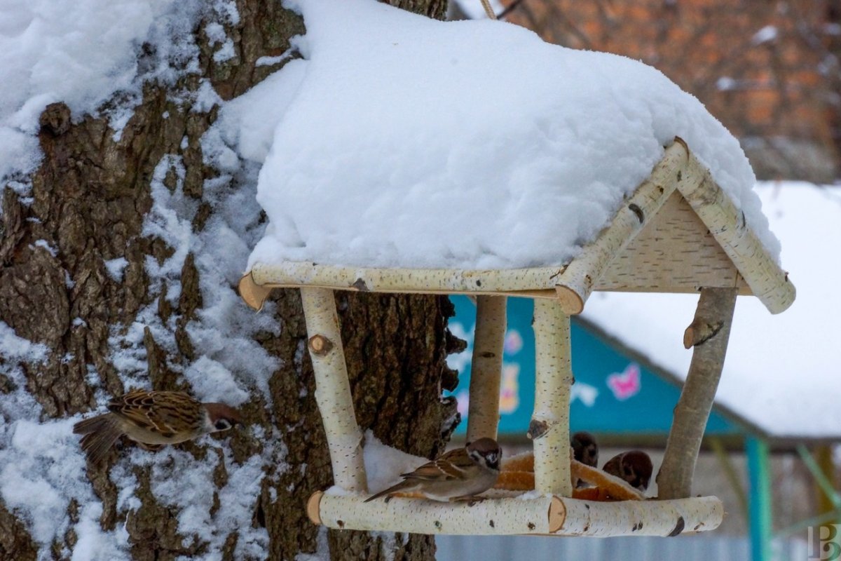 Птичьи столовые кормушки